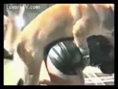With a K9, a sweet married whore lowers her leather dress for fun and brutish sex.